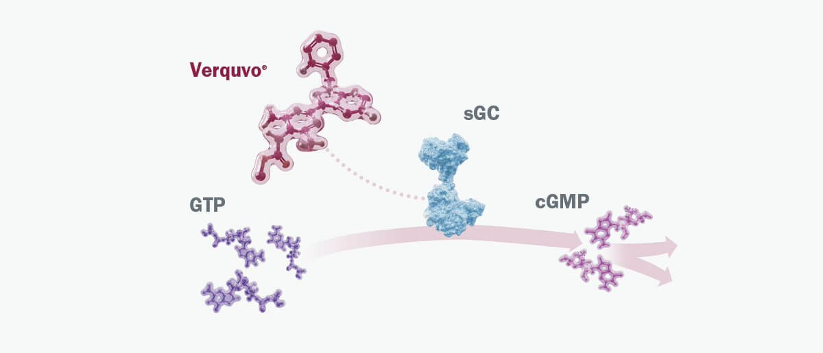 Verquvo stimulerer direkte opløselig guanylatcyklase (sGC)